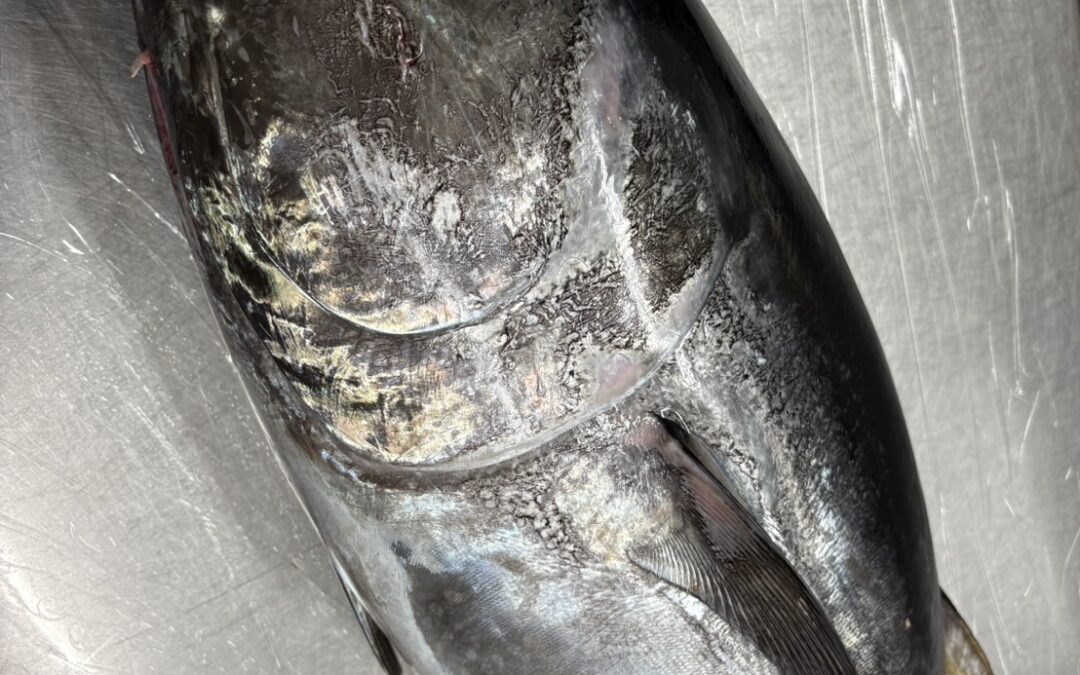 一本釣りマグロ入荷のお知らせ